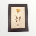 Framed California Poppy Botanical Pressed Flower Print 6.5" x 3.5"