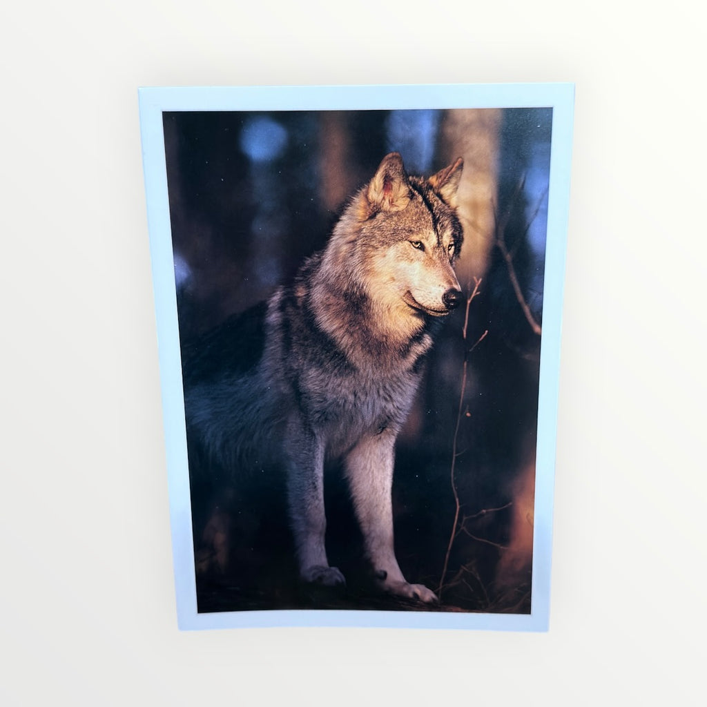 Vintage 1990s Nature Company "Wolves" Boxed Set of Greeting Cards Photographs By Jim Brandenburg