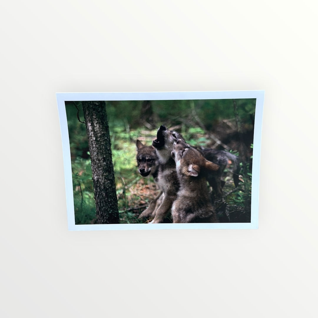 Vintage 1990s Nature Company "Wolves" Boxed Set of Greeting Cards Photographs By Jim Brandenburg