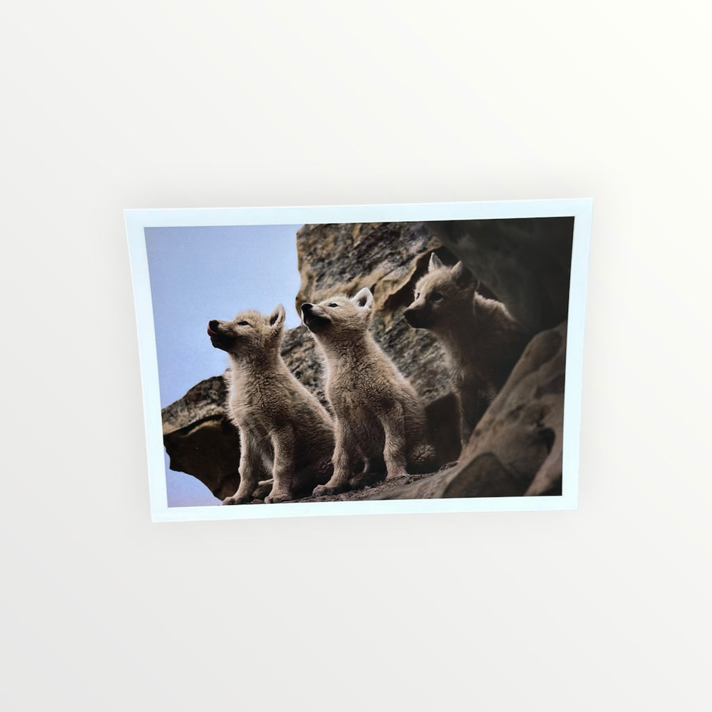 Vintage 1990s Nature Company "Wolves" Boxed Set of Greeting Cards Photographs By Jim Brandenburg