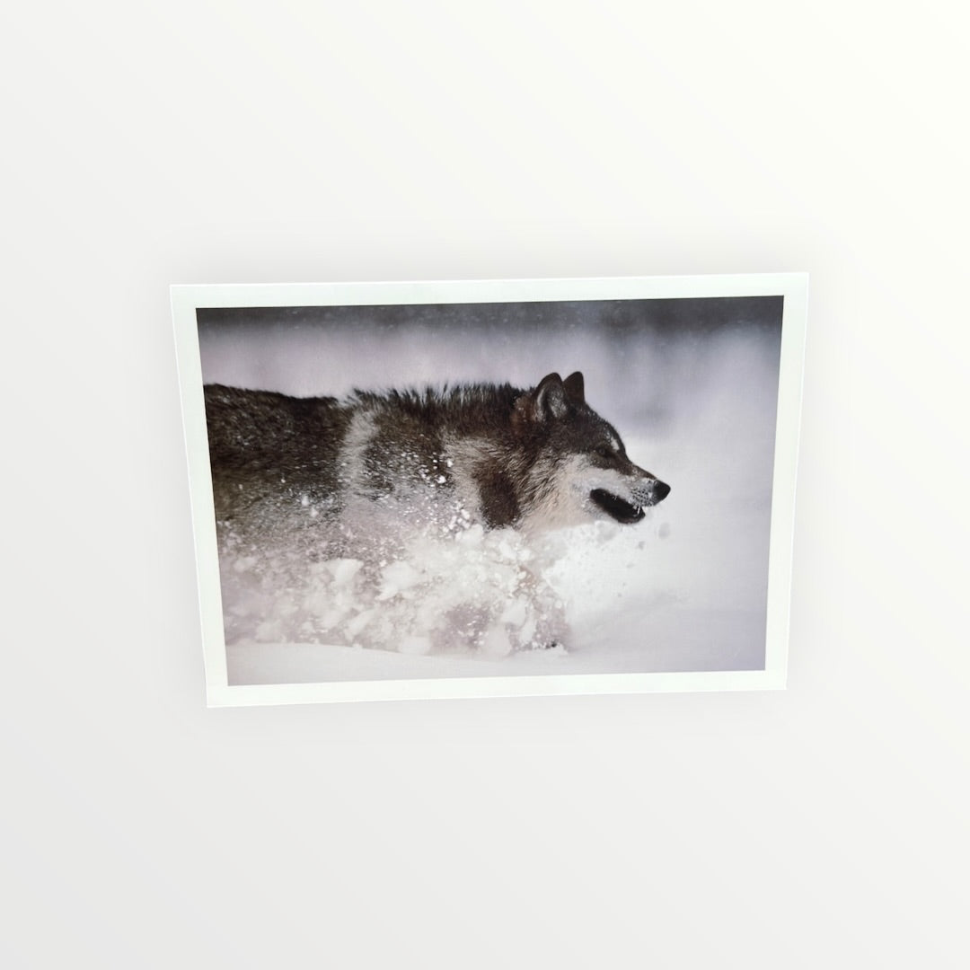 Vintage 1990s Nature Company "Wolves" Boxed Set of Greeting Cards Photographs By Jim Brandenburg