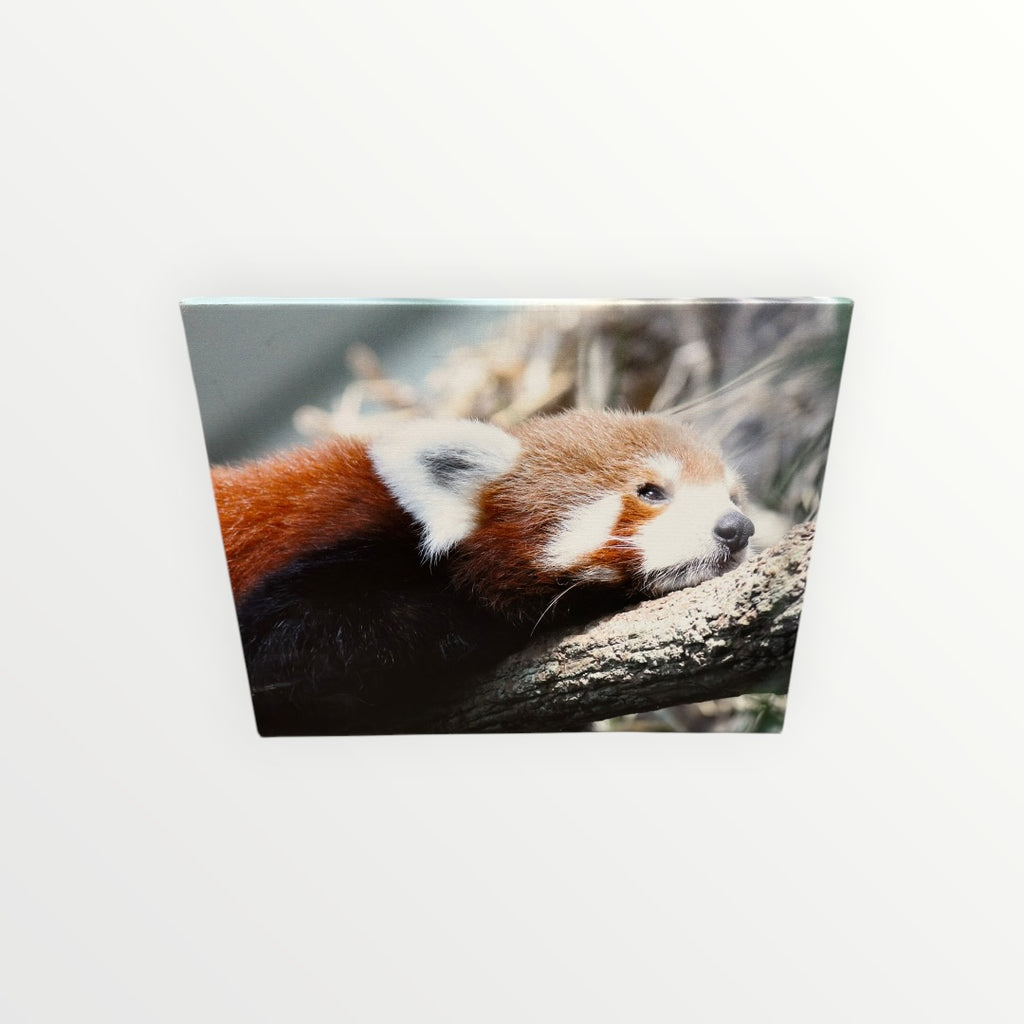 "Red Panda" Gallery-Wrapped Canvas Art 16" x 20"