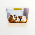 Red Robin Publishing GUINEA PIGS 2026 16-Month Calendar 12" x 12"