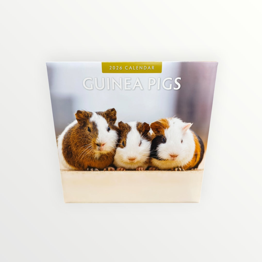 Red Robin Publishing GUINEA PIGS 2026 16-Month Calendar 12" x 12"