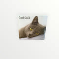 Tushita Calendars COOL CATS International Holidays 2026 16-Month Calendar