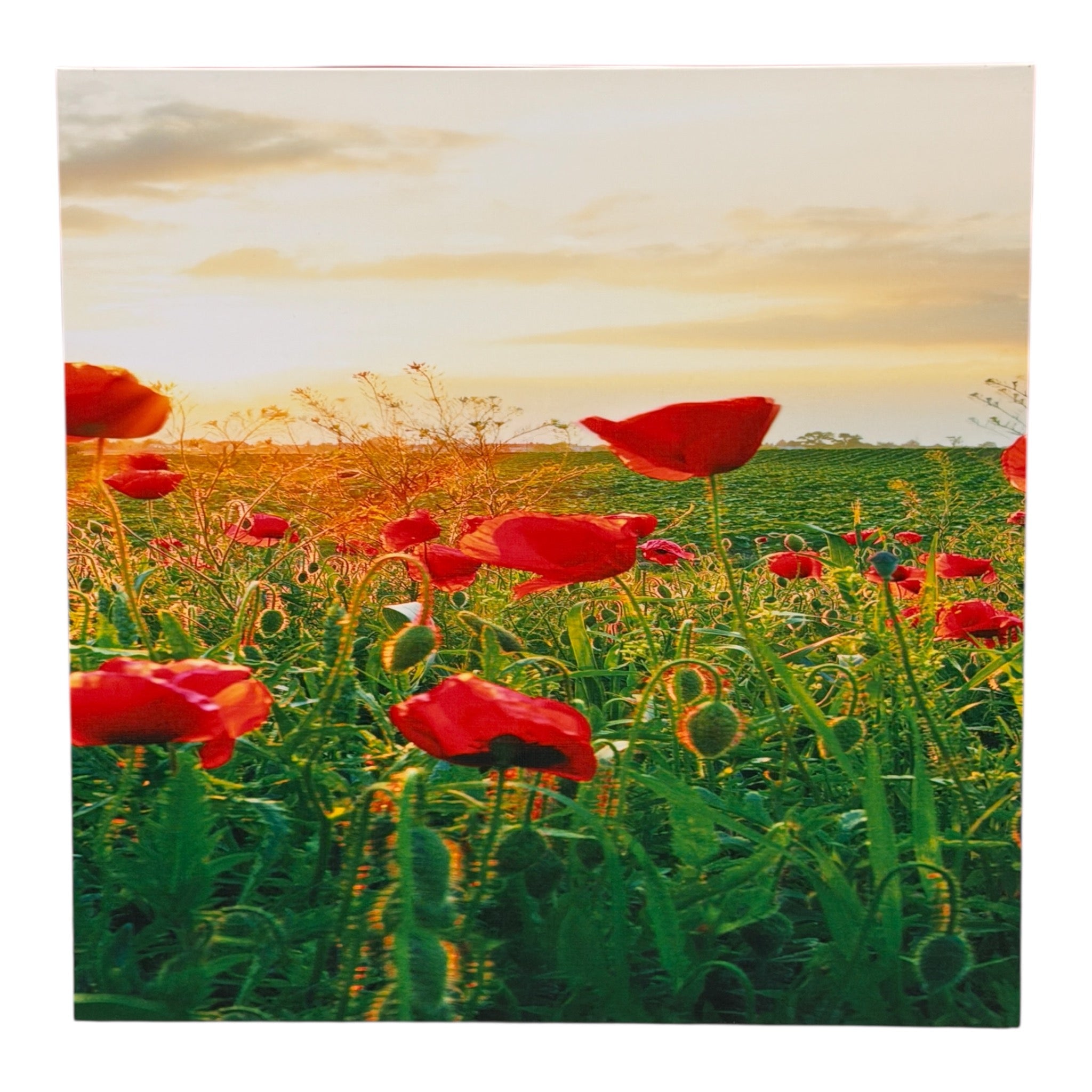Wooden Triptych Wall Art "Poppy Field at Sunset"