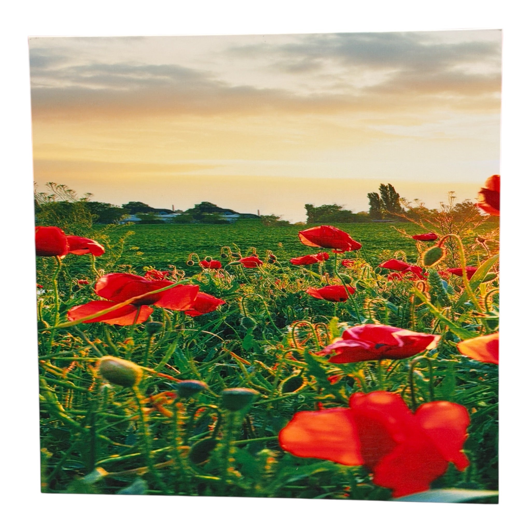 Wooden Triptych Wall Art "Poppy Field at Sunset"