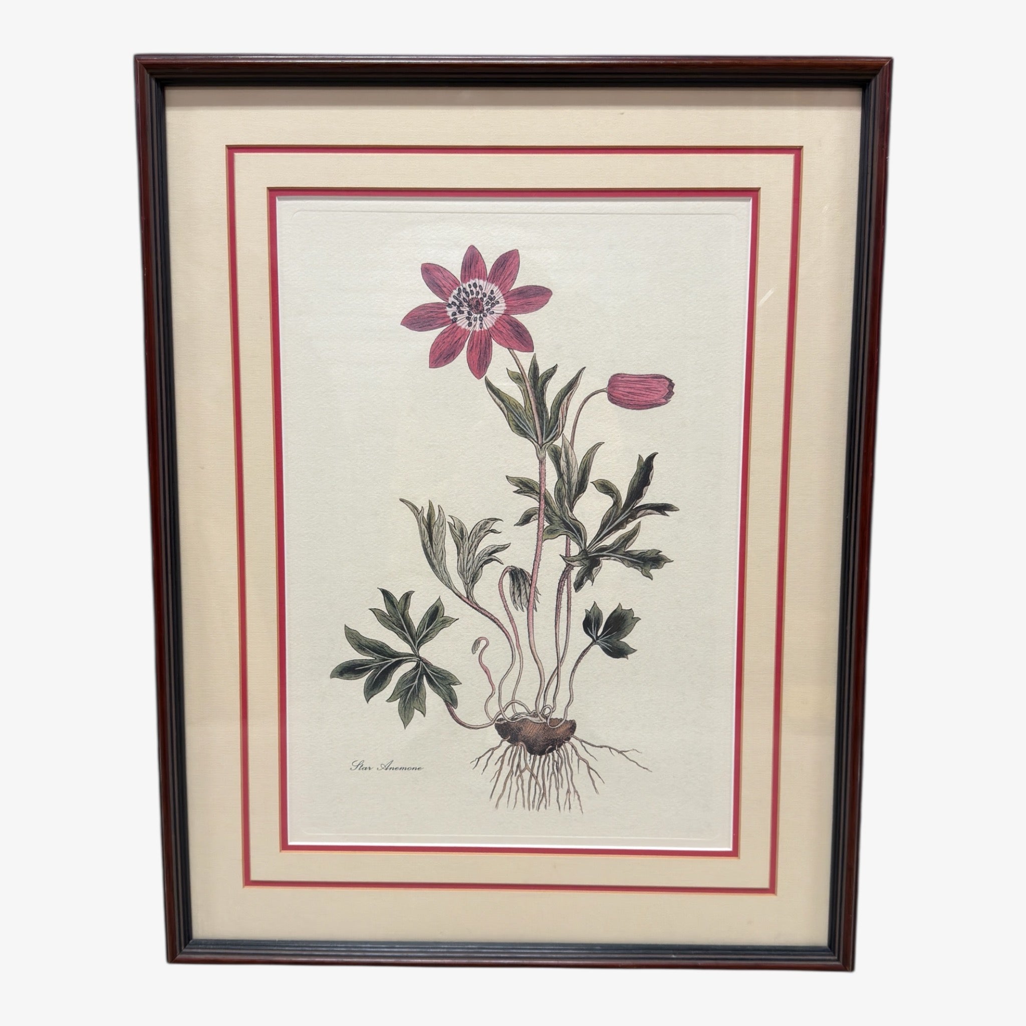 Vintage Professional Framed Wall Art Botanical Print by William Curtis