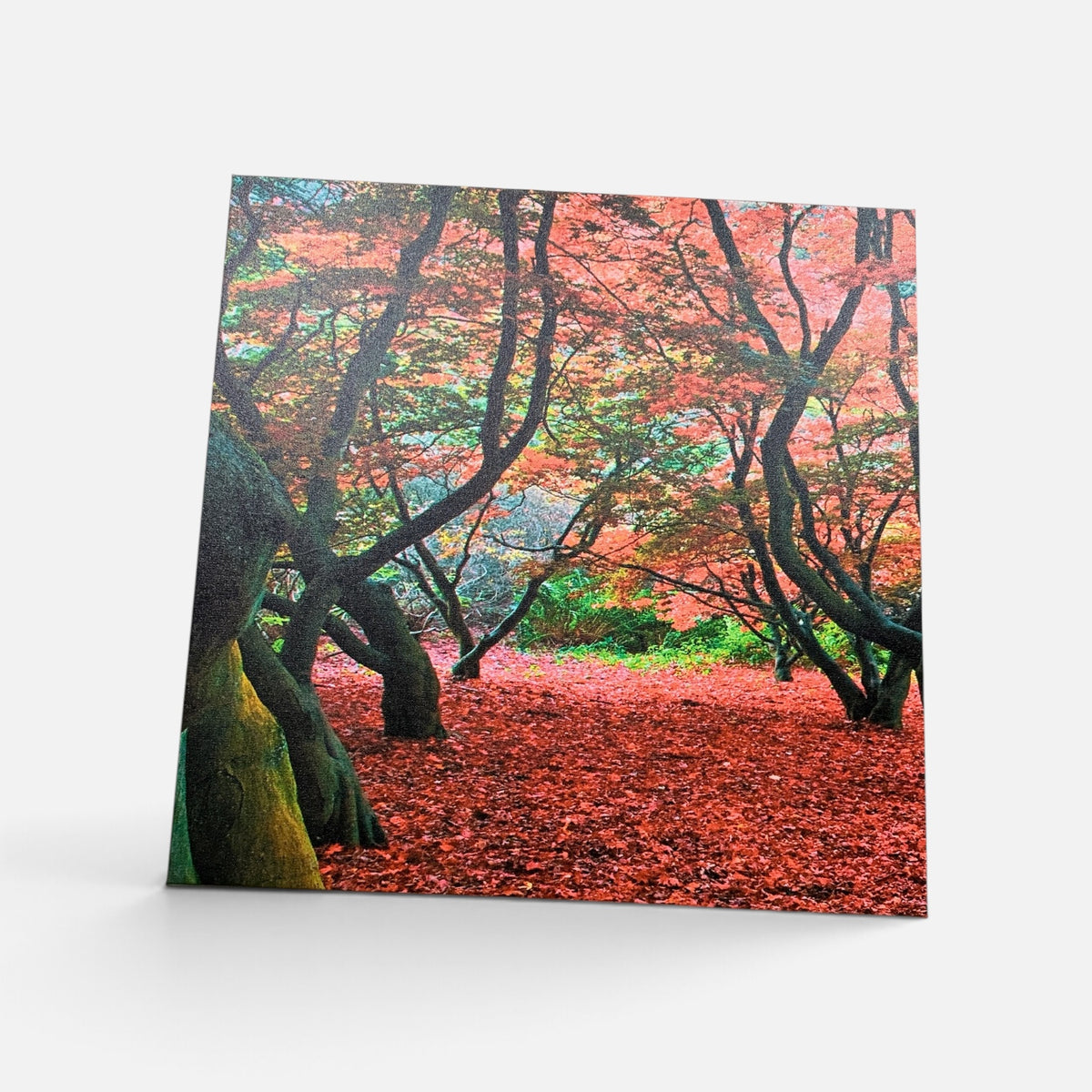 Forest in Autumn Canvas Print 3 Panel Split, Triptych Wall Art ( 24" x24" Each Panel )
