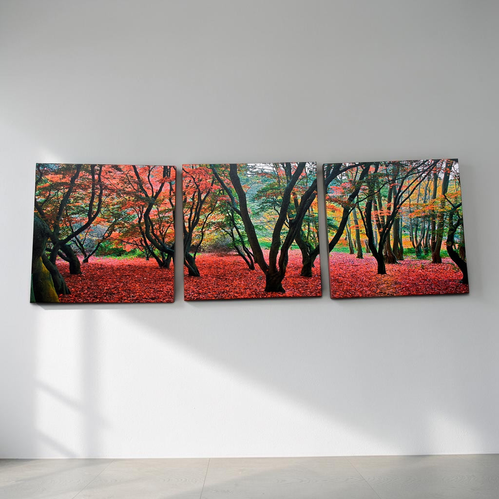 Forest in Autumn Canvas Print 3 Panel Split, Triptych Wall Art ( 24" x24" Each Panel )